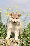 CHIEN FINNOIS DE LAPONIE 402